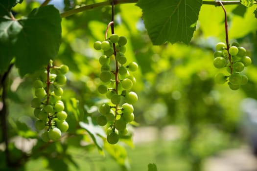 Green Organic Grapes hanging from the vine with the old tree trunks in the summer