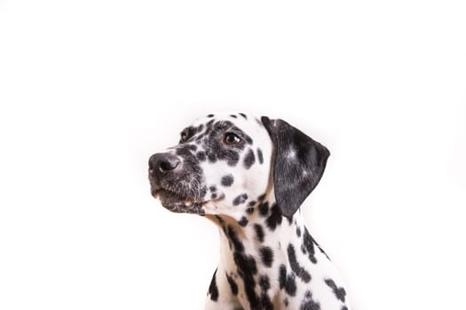 Headshot of a young Dalmatian dog isolated on white background