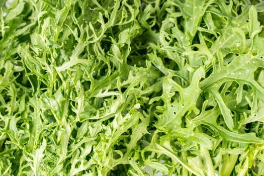Wasabina, green mustard Leaves close up and macro