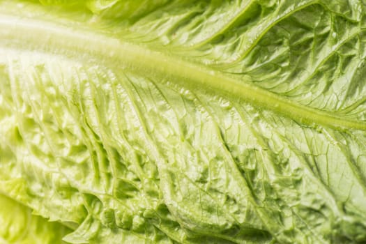 leaf of lettuce close up and background