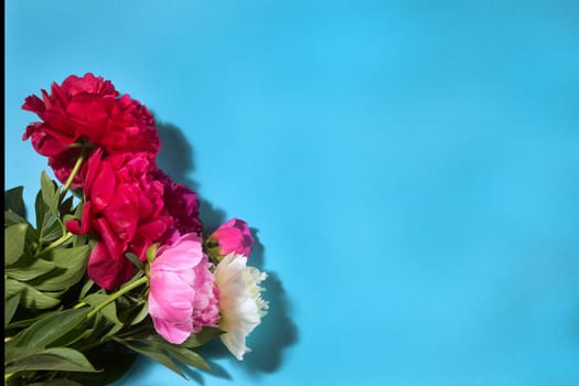 colorful peony bouquet on a blue background