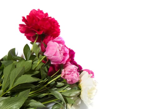 colorful peony bouquet on a white background