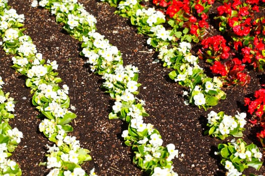 Red and white flowering primroses, flowerbed, background picture, Germany..