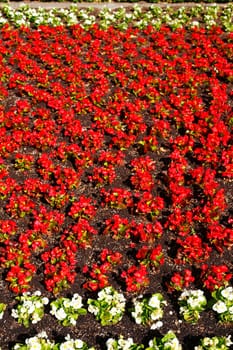 Red and white flowering primroses, flowerbed, background picture, Germany..