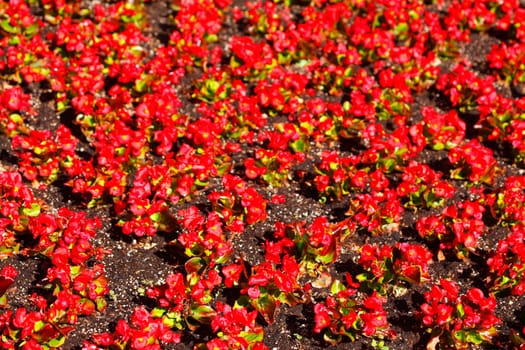Red flowering primroses, flowerbed, background picture, Germany..