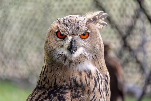 Owl close up - The great horned owl is generally colored for camouflage