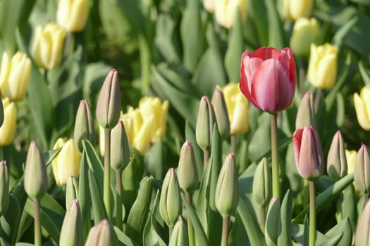 Colorful flowering tulips (Tulipa), Germany..