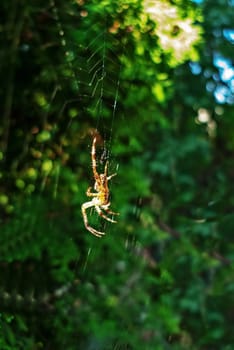 Spider with web in garden