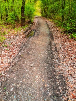 Dirt road in forest at spring