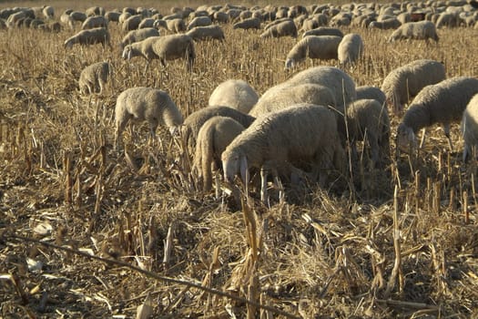 Sheep from a road in Italy in a stubble field