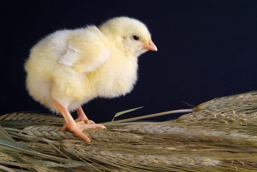 a few days old chick, he takes a bunch of oats
