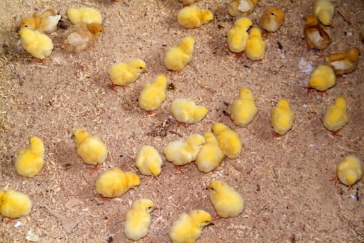 Chicks of a few days, raised on the ground