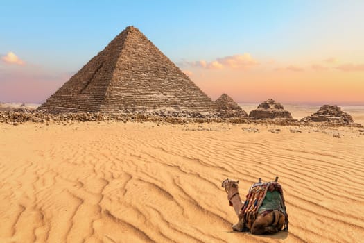 Nice camel resting near the Pyramid of Menkaure in Giza, Egypt.