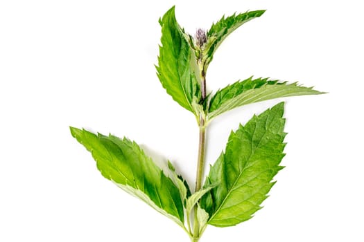 Organic Mint leaves isolated on white background