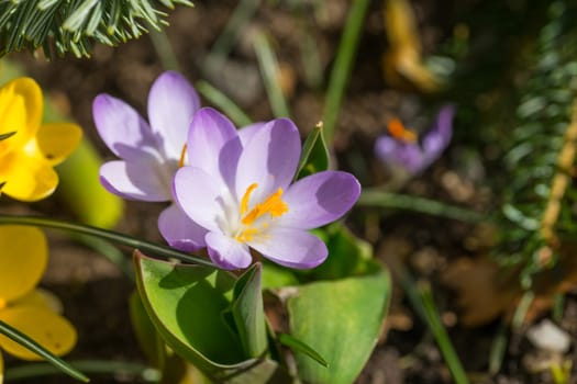 spring has come, anemones and crocuses in full bloom with bright lilac color