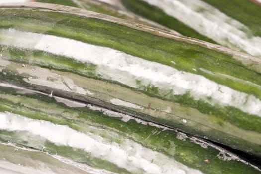 Bunch of cucumber wrapped in plastic films, close up and background