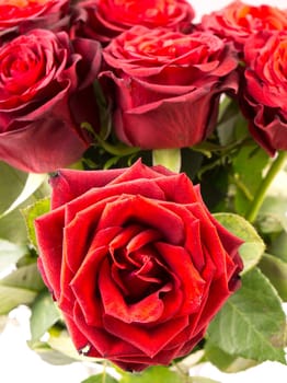 Bunch of beautiful dark red roses isolated on white background