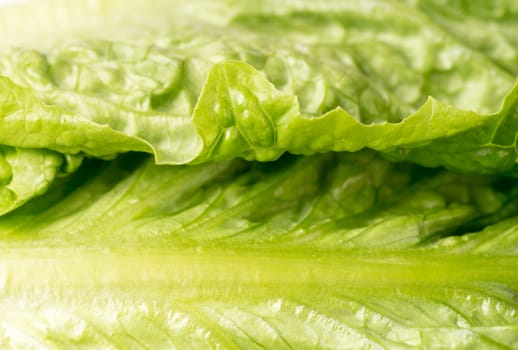 leaf of lettuce close up and background