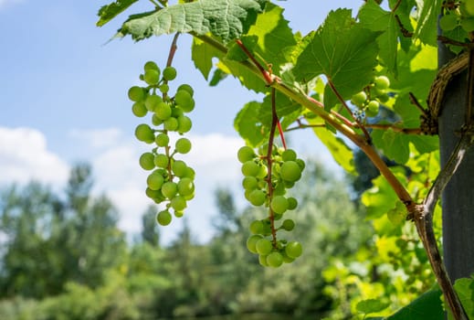 Green Organic Grapes hanging from the vine with the old tree trunks in the summer