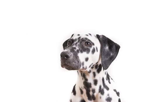 Headshot of a young Dalmatian dog isolated on white background