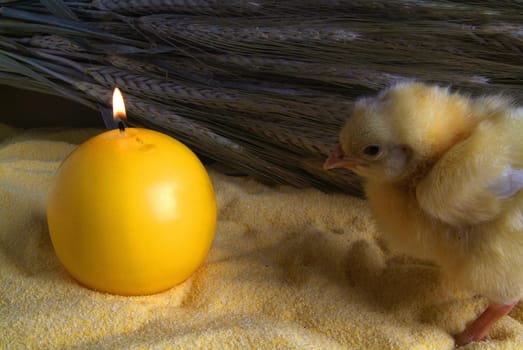 3 day chick with bunch of oats, and yellow candle