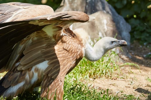 Griffon Vulture or Gyps fulvus. close up view