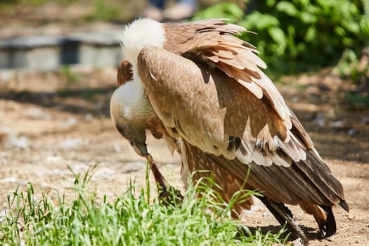 Griffon Vulture or Gyps fulvus. Eats meat. Close up view