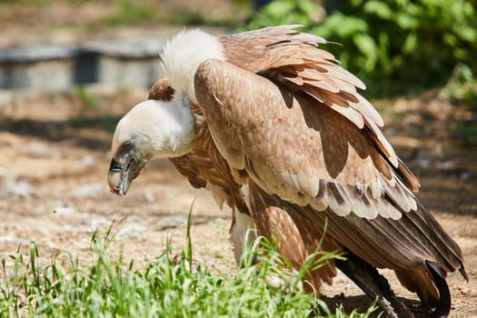 Griffon Vulture or Gyps fulvus. Eats meat. Close up view