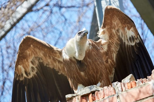 Griffon Vulture or Gyps fulvus. Sits on the rocks. flapped wings