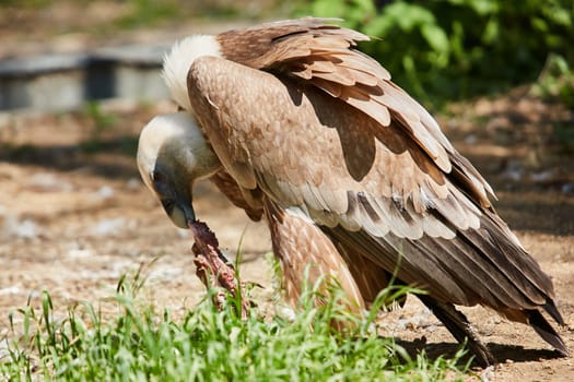 Griffon Vulture or Gyps fulvus. Eats meat. Close up view