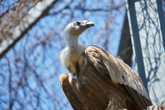 Griffon Vulture or Gyps fulvus. Sits on the rocks. Close up view