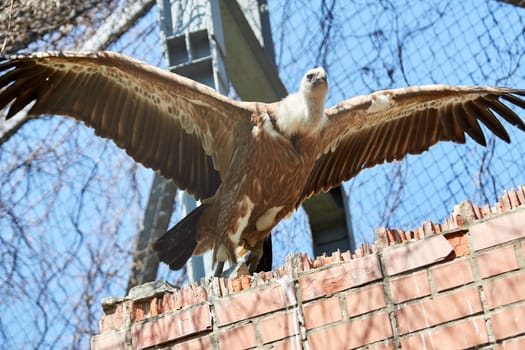 Griffon Vulture or Gyps fulvus. Sits on the rocks. flapped wings
