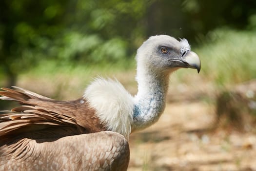 Griffon Vulture or Gyps fulvus. close up view