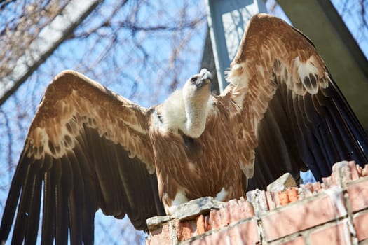 Griffon Vulture or Gyps fulvus. Sits on the rocks. flapped wings