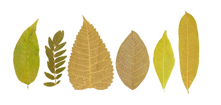 Set of dry pressed leaves of various shapes of different flower and trees isolated on white