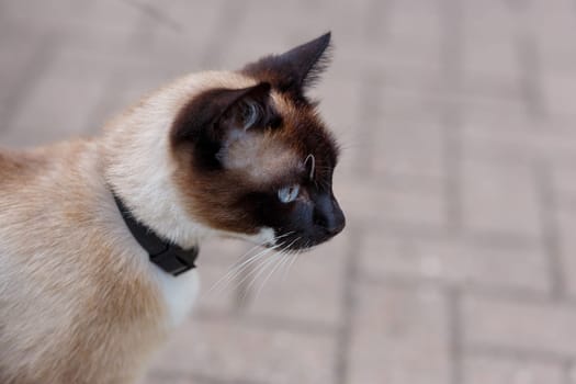 Muzzle of a Siamese cat in profile, wary looking into the distance