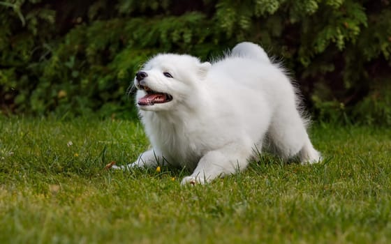 White puppy Samoyed husky playing in the yard on a green lawn