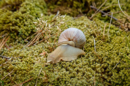 Snail sitting on the surface of the moss in natural conditions