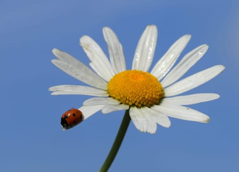 Ladybug