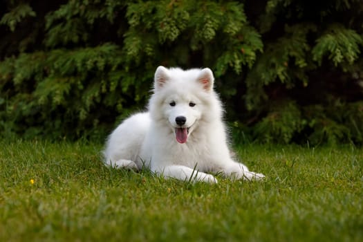 White puppy Samoyed husky lying in the yard on a green lawn