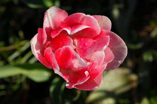 Red rose, dark background, Germany