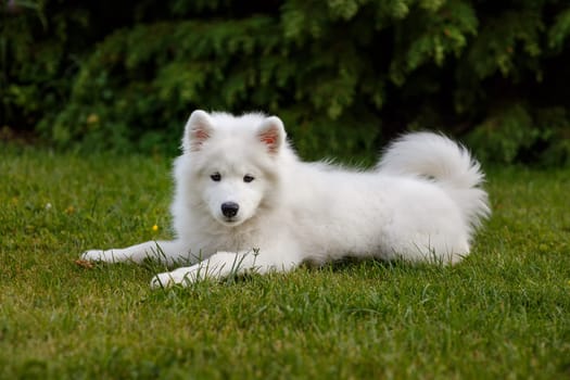 White puppy Samoyed husky lying in the yard on a green lawn