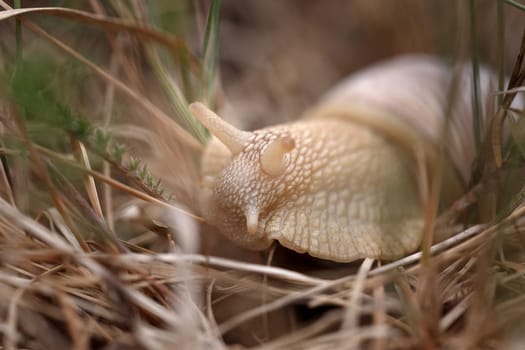 Snail sitting in the grass in natural conditions, eating grass