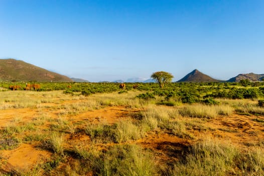 View of the savannah of Samburu Park in central Kenya with a flock of elephants in the background