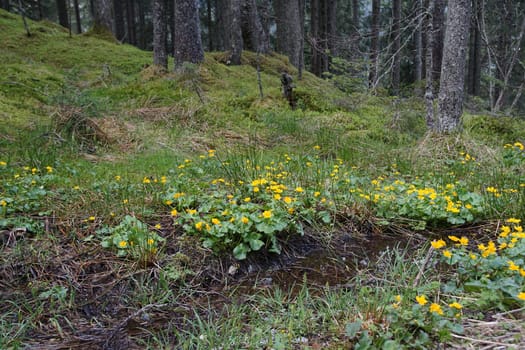 Marsh marigold (Caltha palustris) on the edge of a moat