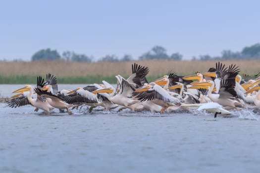 white pelicans (pelecanus onocrotalus) in flight. Danube Delta, Romania
