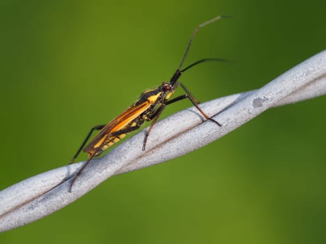 long-haired dagger bug