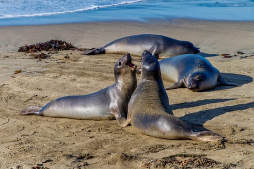 Elephant seals resting on the beach in California