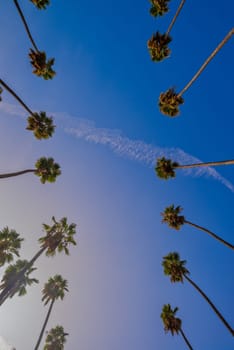 Palm tree and blue sky from low angle