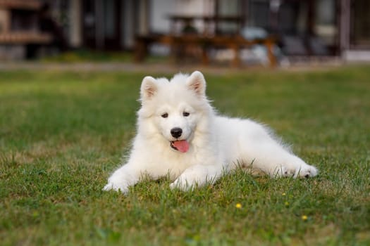 White puppy Samoyed husky lying on a green lawn